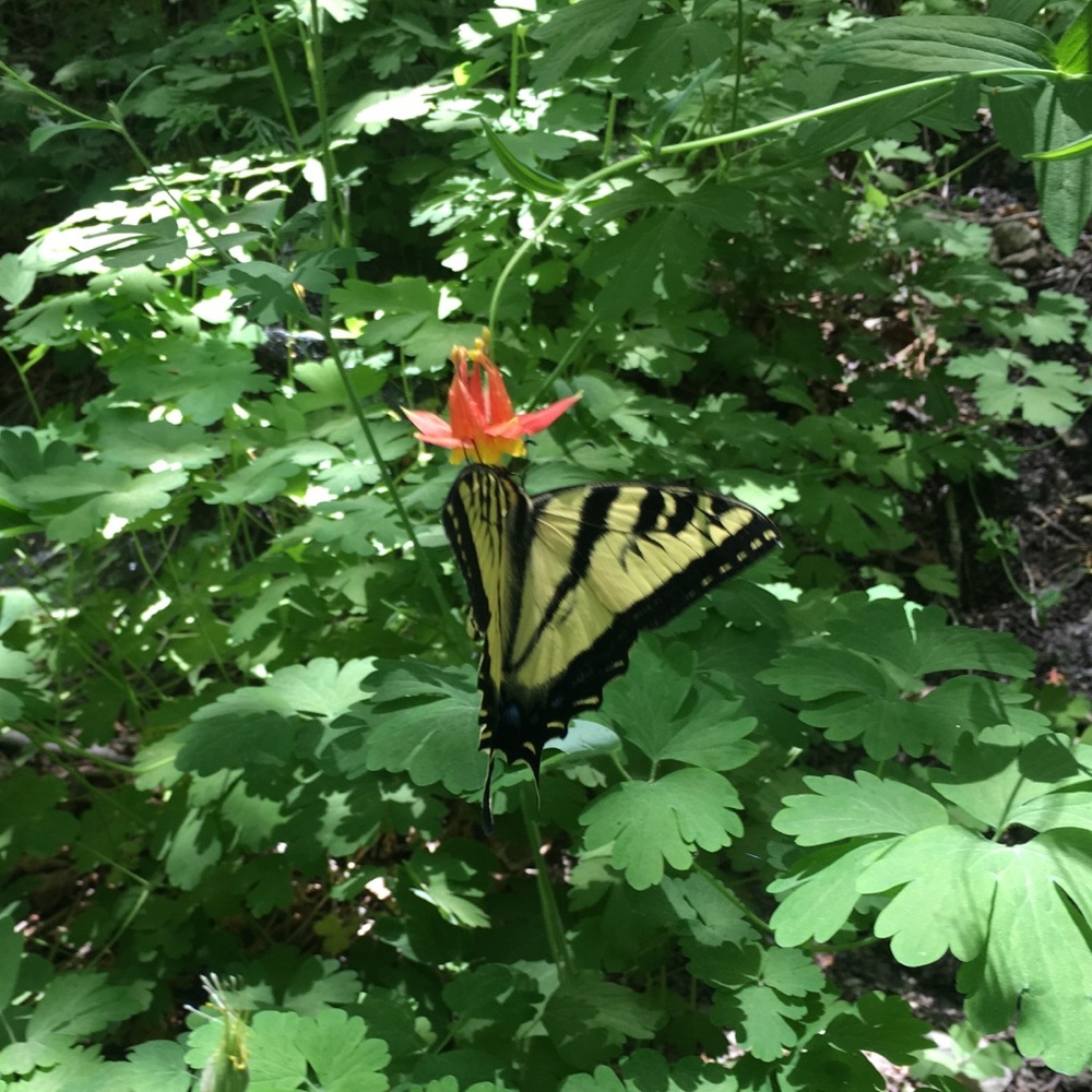 Meet your Posher, Samantha